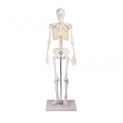 Erler-Zimmer Anatomical Miniature Skeleton Model Tom