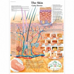 The Skin Chart (Laminated)