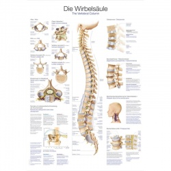 Erler-Zimmer Educational ''The Vertebral Column'' Anatomy Chart