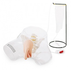 Transparent Male and Female Catheter Models