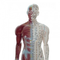 Two-Sided Acupuncture Model with Muscles