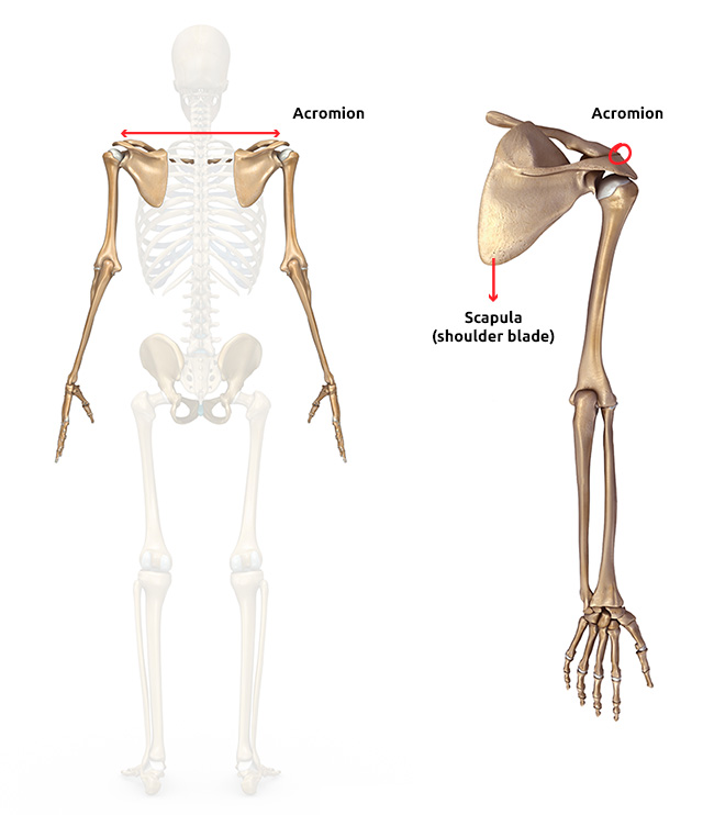 Acromion and Scapula 