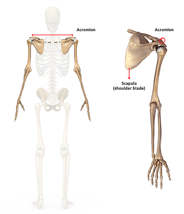 Acromion and Scapula